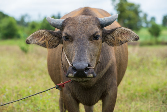 An one year old young water baffalo calf.