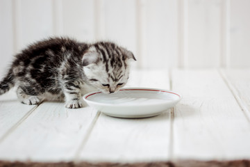 Kitten drinking water