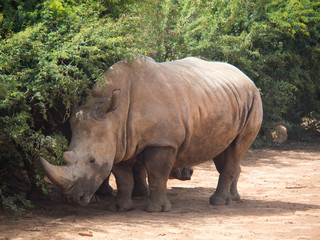 Naklejka premium OLYMPUS DIGITAL CAMERA