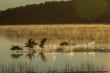 Geese taking off © Dillon