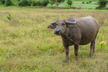 A female water buffalo with the nose rope isolated in the field