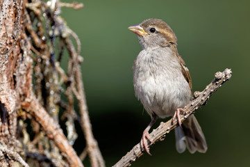 Juveniler Haussperling
