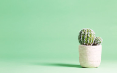 Cactus plant on a pastel green background © Tierney