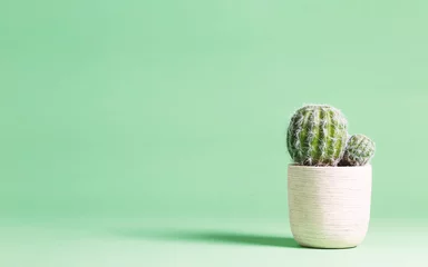 Foto op Plexiglas Cactusplant op een pastelgroene achtergrond © Tierney
