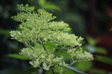 Green, colorful, hydrangea, in garden, with dark background
