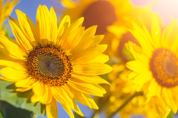 Obraz premium Sunflower flowers in the sunlight