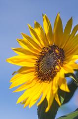 Naklejka premium Sunflower against the blue sky