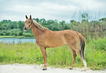  sportive chestnut  mare at lake background. summer