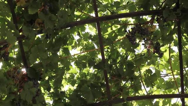Grapes on vines