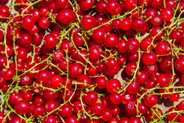 Obraz na płótnie Canvas Fresh ripe red currant for background