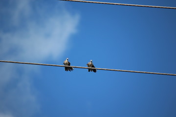 Two birds, on wire, instate sky, with blue sky, and clouds.