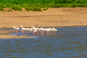 Flamingos in South Africa