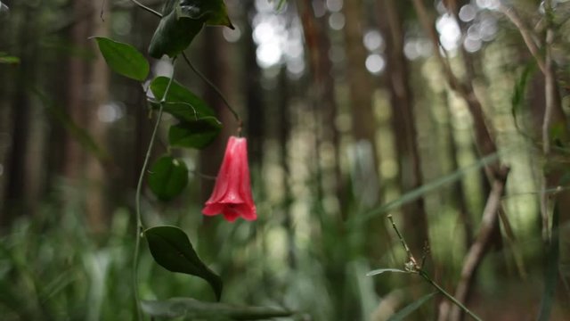 National Chilean flower