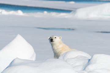 Polar bear sitting