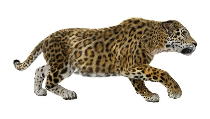 3D Rendering Big Cat Jaguar on White