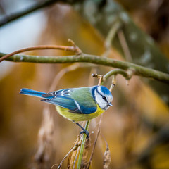 Bird