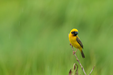 Asian Golden-Weaver with green background