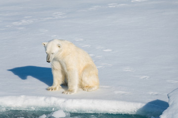 Obraz na płótnie Canvas Polar bear sitting