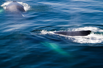 Humpback whales in Cape Cod 
