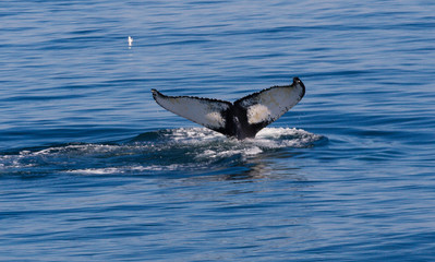 Tail of the humpback whale