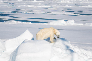 Polar bear sitting