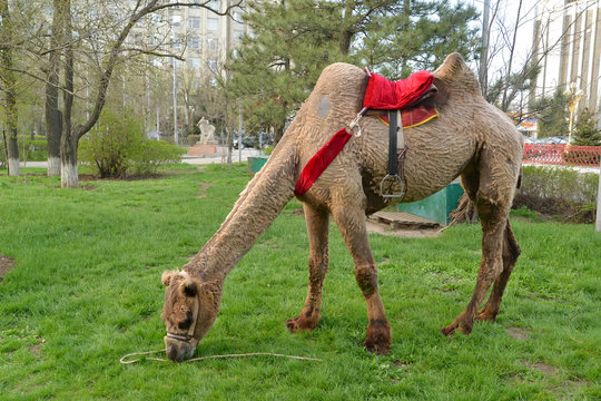ELISTA, RUSSIA.The two-humped camel under a saddle for driving of tourists is grazed on a lawn