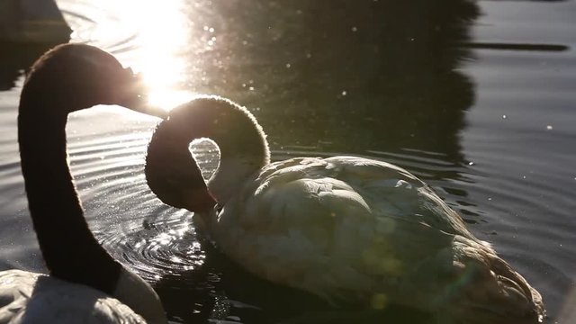 Swan swimming