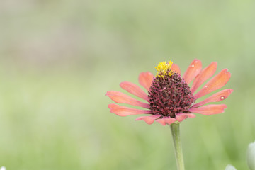 Zinnia bloom On blurred background