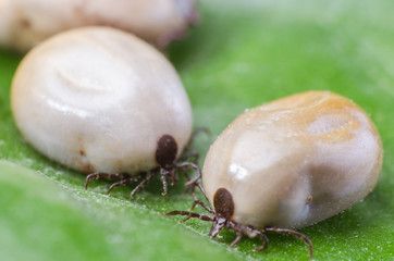 Two blood-filled mites crawl along the green leaf