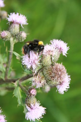 Hummel auf Wildblume