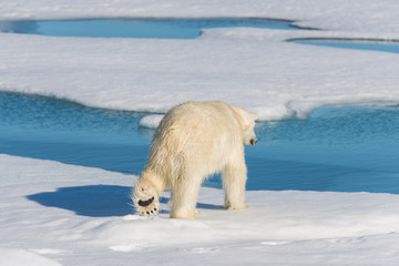 Polar bear on the pack ice