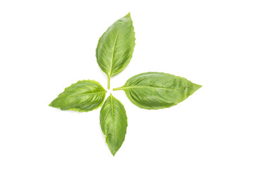 Close up studio shot of fresh green basil herb leaves isolated on white background. Sweet Genovese basil