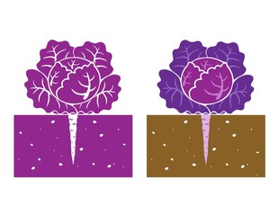 purple cabbage plant with leave and root