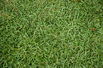Top view of green grass background