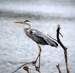great blue heron