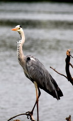 Great blue heron