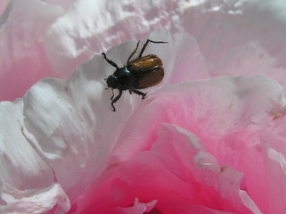 Käfer in Rosenblüte
