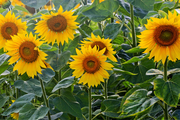 Naklejka premium Sunflower flowers are young and bright