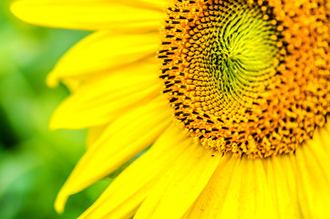 Beautiful big sunflower on a background of green foliage.