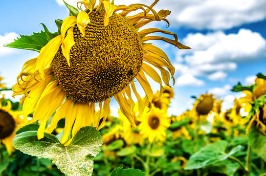 Fototapeta A big sunflower against the background of a field of sunflowers. On the leaf there is a lot of pollen, and on the flower a bee collecting pollen.