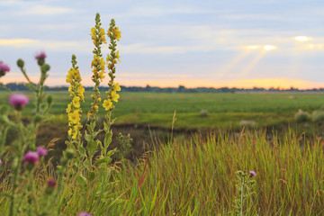 Field honey flowers at sunset