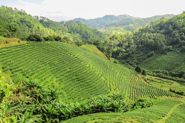 Fototapeta na wymiar Tea plantations in Chiang Rai