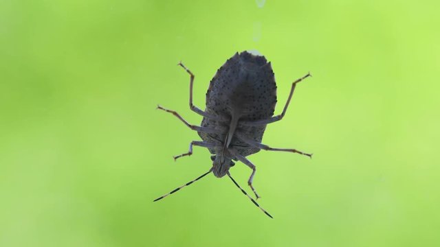 Stink bug an a window