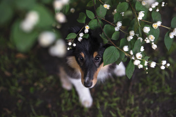 adorable sheltie puppy portrait top view
