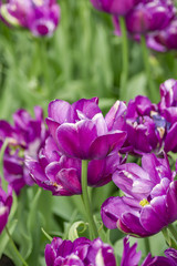 purple tulips on the field