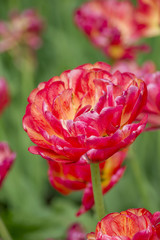 closeup of red tulip