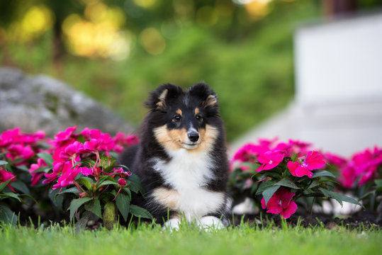 adorable sheltie puppy lying down in flowers