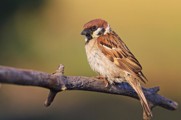 field sparrow sits on the branches in the rays of the sun