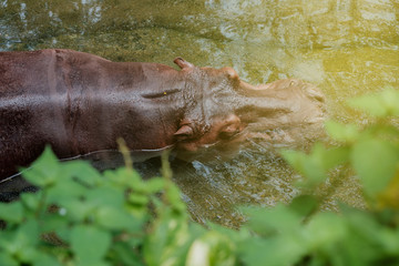 Hippopotamus in the water