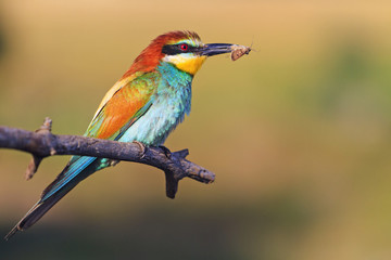 bird that hunts insects and bees